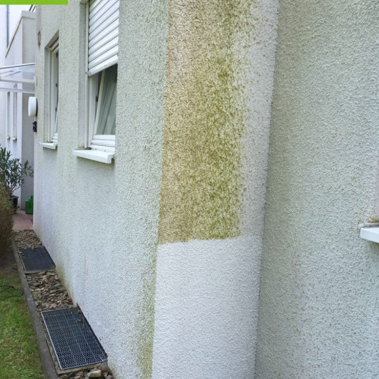 Algenentfernung an Fassaden – Beispiel einer Probefläche – Von Algen befreit