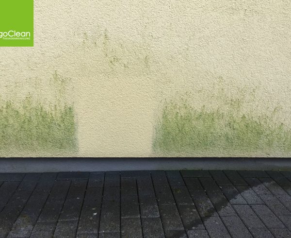 Algenentfernung an Fassaden – von Algen befallene Hauswand vor unserer Behandlung